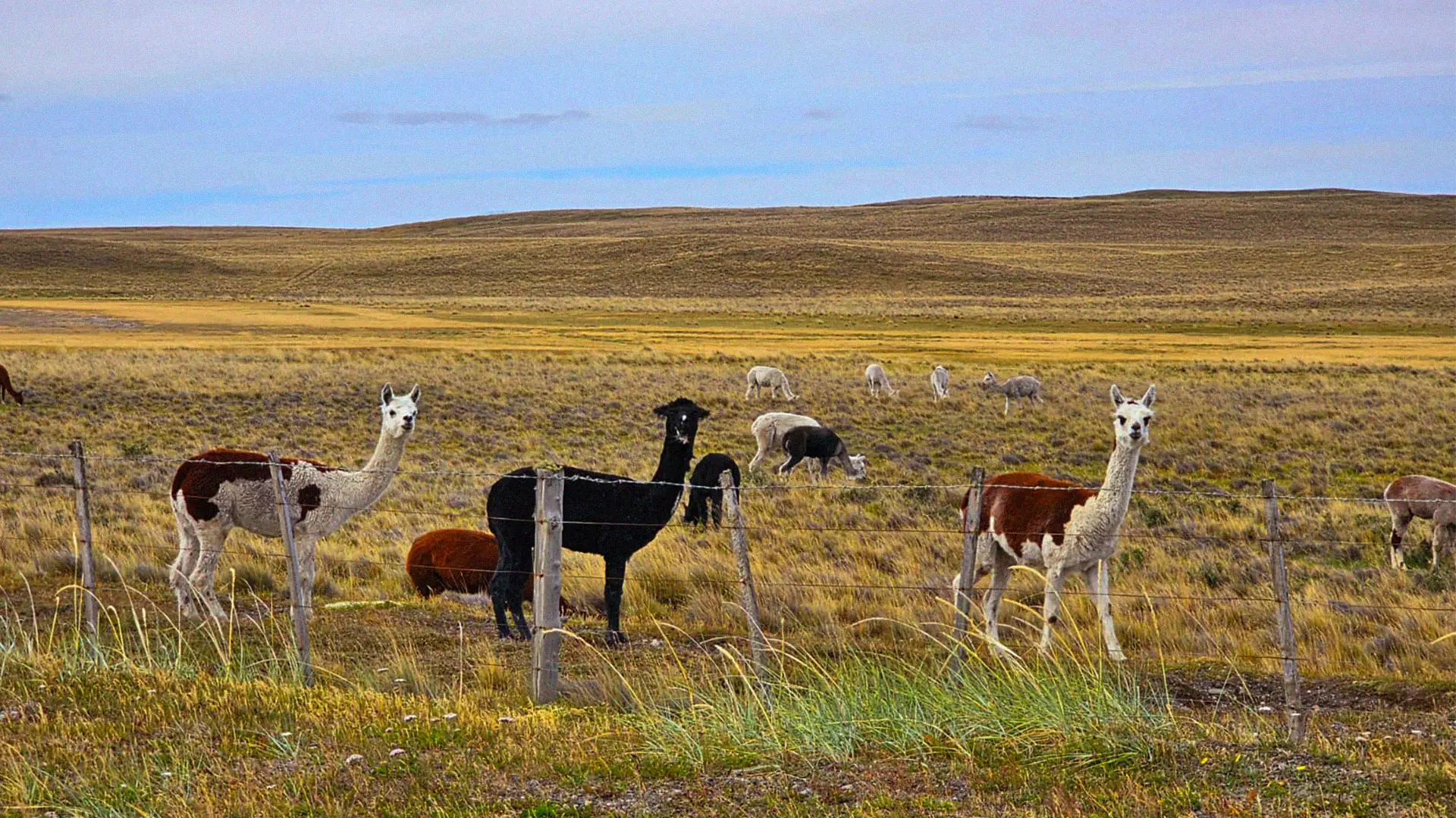Llamas y guanacos